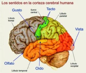 Los sentidos en la corteza cerebral humana